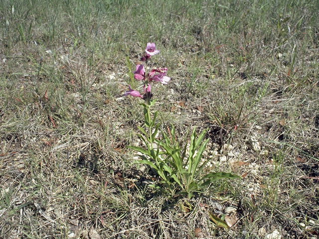 Penstemon triflorus (Hill country penstemon) #5733