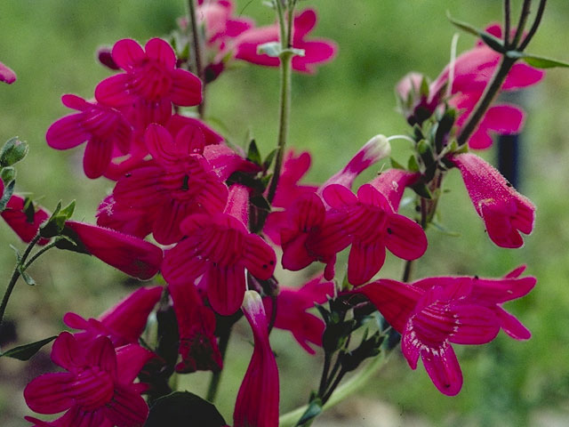 Penstemon triflorus (Hill country penstemon) #5734