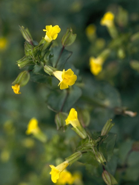 Mimulus glabratus (Roundleaf monkeyflower) #5760