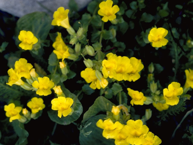 Mimulus guttatus (Yellow monkeyflower) #5766