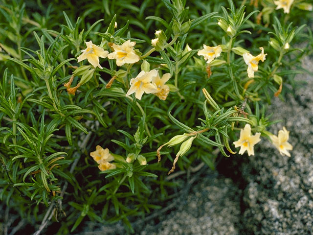 Diplacus longiflorus (Southern bush monkeyflower) #5782