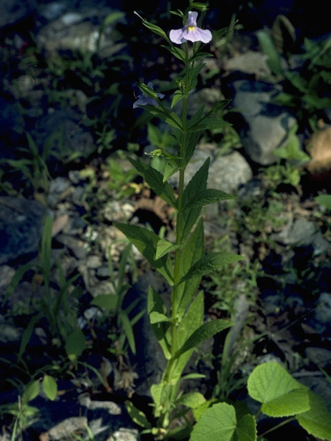 Mimulus ringens (Allegheny monkeyflower) #5798