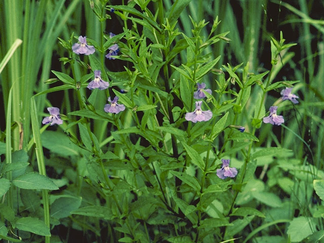 Mimulus ringens (Allegheny monkeyflower) #5799