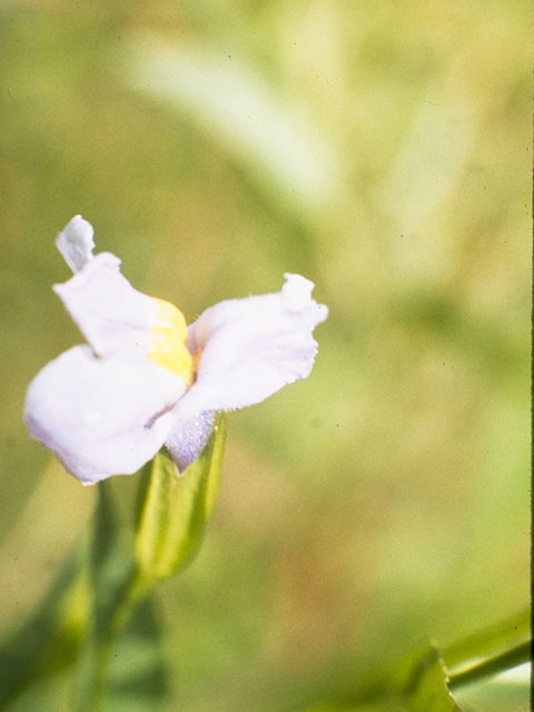 Mimulus ringens (Allegheny monkeyflower) #5800