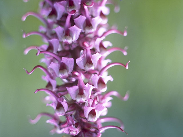 Pedicularis groenlandica (Elephanthead lousewort) #5859