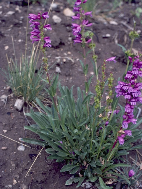 Penstemon glaber var. alpinus (Alpine saw-sepal penstemon) #5880