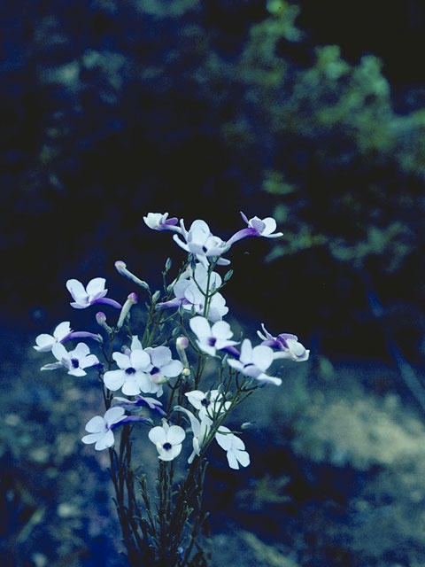 Penstemon ambiguus (Pink plains penstemon) #5884