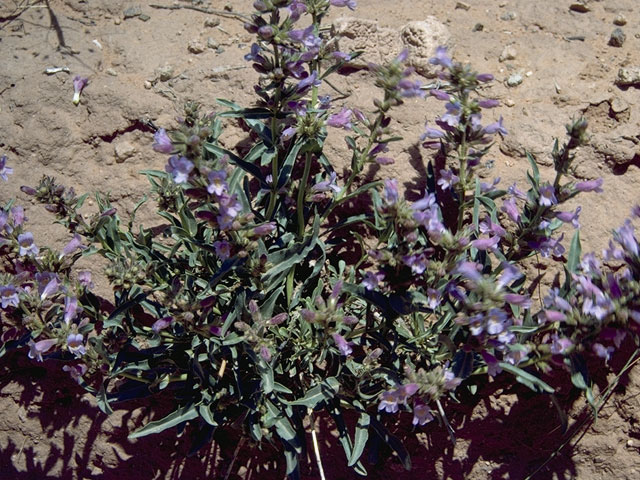 Penstemon angustifolius (Broadbeard penstemon) #5889