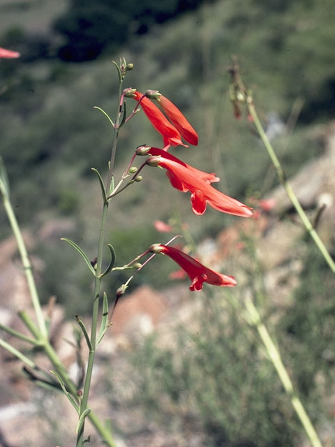 Penstemon barbatus ssp. torreyi (Torrey's penstemon) #5908