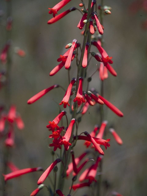 Penstemon centranthifolius (Scarlet bugler) #5926