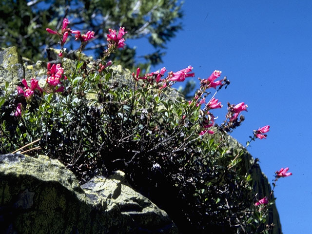 Keckiella corymbosa (Redwood keckiella) #5945