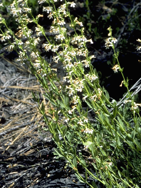 Penstemon deustus (Scabland penstemon) #5952