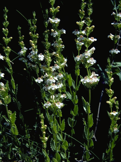 Penstemon deustus (Scabland penstemon) #5953