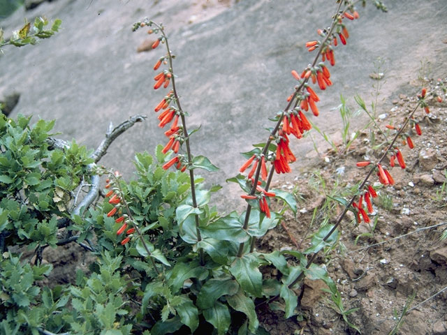 Penstemon eatonii (Firecracker penstemon) #5964