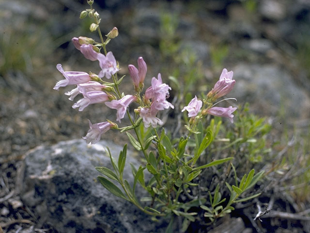 Penstemon fruticosus (Bush penstemon) #5978