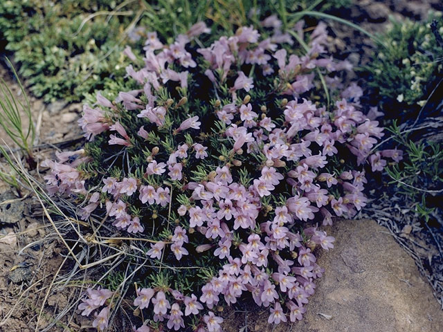 Penstemon fruticosus (Bush penstemon) #5979