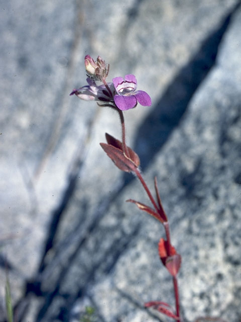 Penstemon laetus (Mountain blue penstemon) #6007