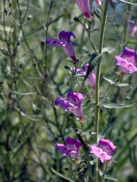 Penstemon laetus (Mountain blue penstemon) #6008