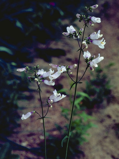 Penstemon laxiflorus (Nodding penstemon) #6011