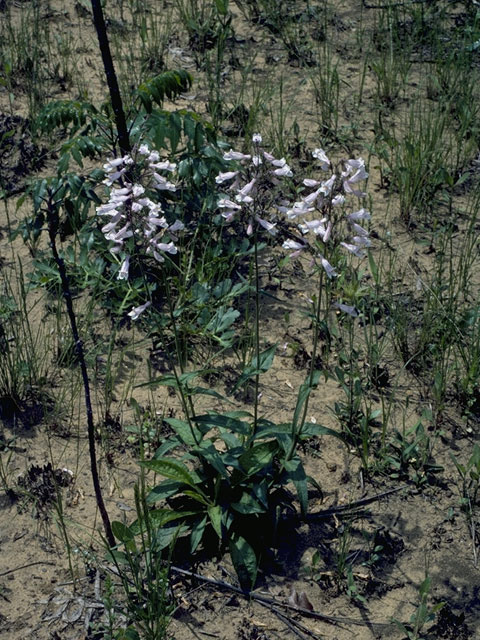 Penstemon laxiflorus (Nodding penstemon) #6013