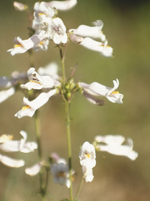 Penstemon laxiflorus (Nodding penstemon) #6014