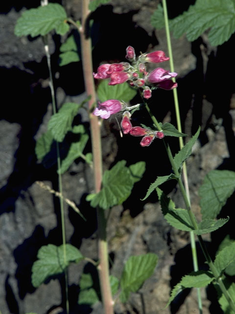 Nothochelone nemorosa (Woodland beardtongue) #6033