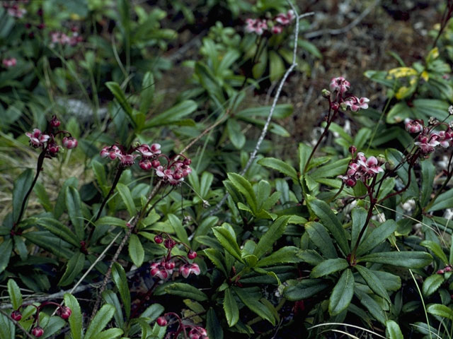 Chimaphila umbellata (Pipsissewa) #6043