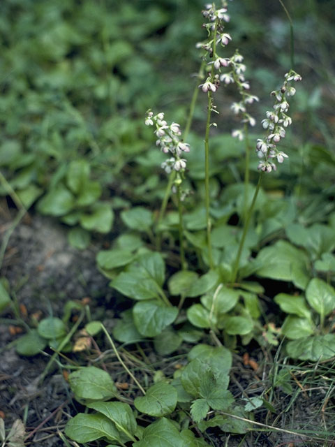 Pyrola asarifolia (Liverleaf wintergreen) #6066