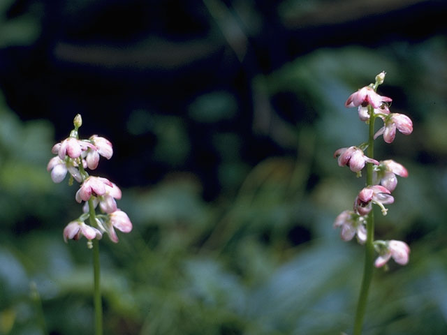 Pyrola asarifolia (Liverleaf wintergreen) #6067