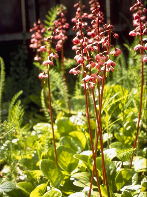 Pyrola asarifolia (Liverleaf wintergreen) #6068