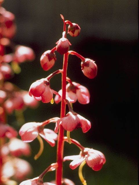 Pyrola asarifolia (Liverleaf wintergreen) #6069