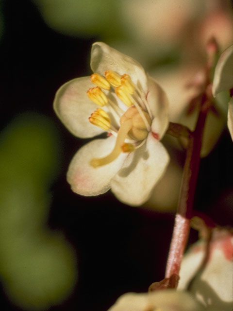 Pyrola grandiflora (Large-flowered wintergreen) #6074