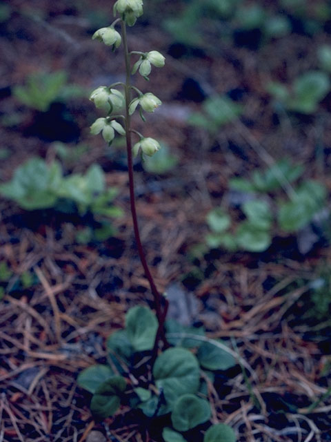 Pyrola americana (American wintergreen) #6077