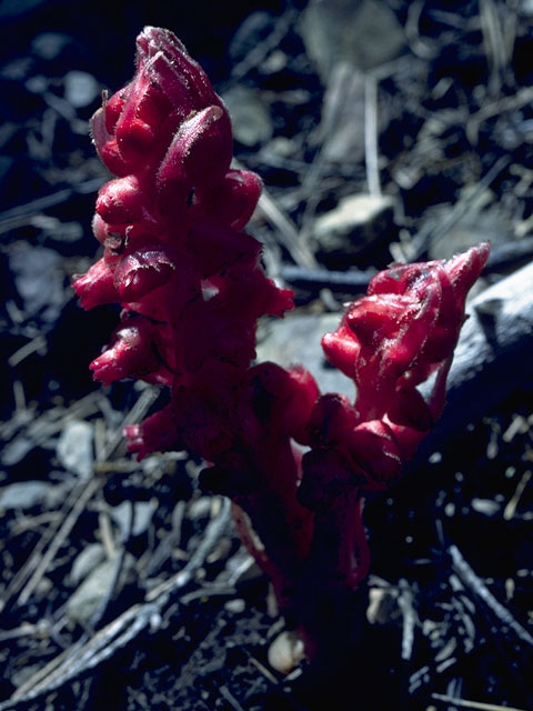 Sarcodes sanguinea (Snowplant) #6084