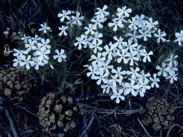 Phlox longifolia (Longleaf phlox) #6175