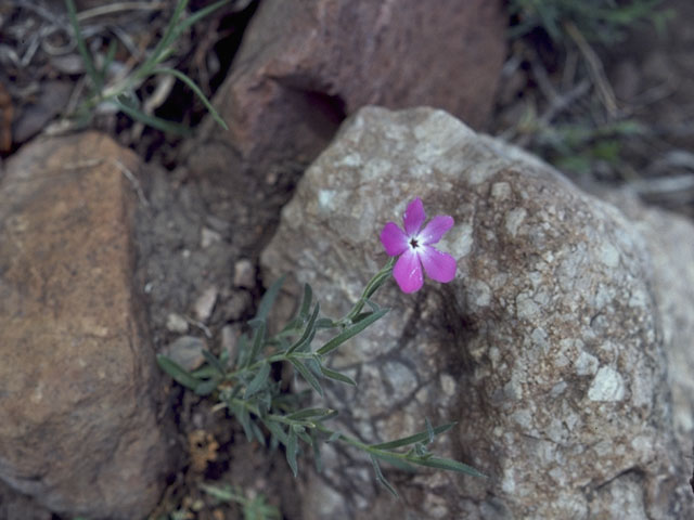 Phlox nana (Santa fe phlox) #6182