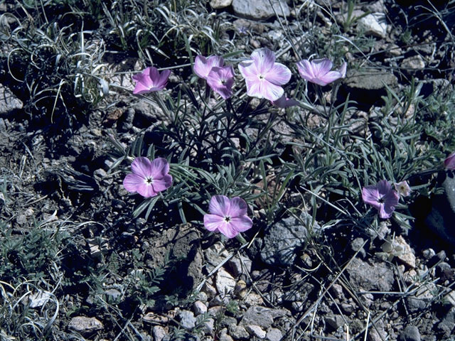 Phlox nana (Santa fe phlox) #6183