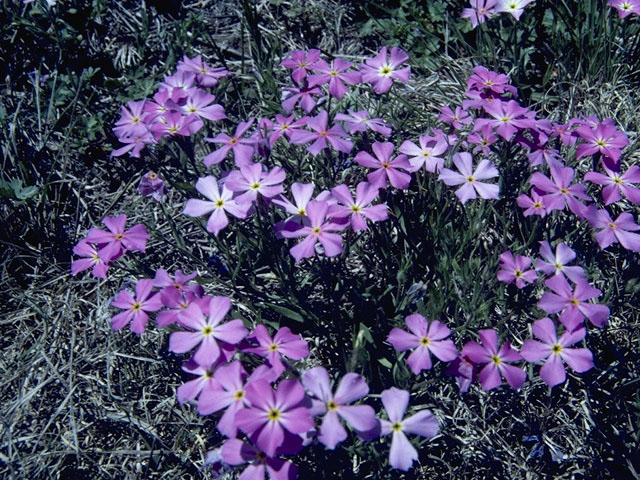 Phlox pilosa (Downy phlox) #6197