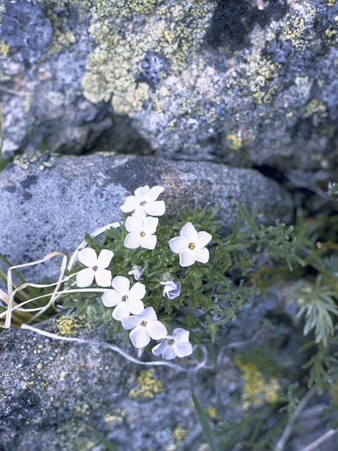 Phlox pulvinata (Cushion phlox) #6198