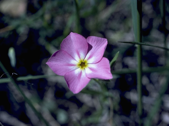 Phlox roemeriana (Goldeneye phlox) #6201