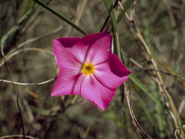 Phlox roemeriana (Goldeneye phlox) #6202