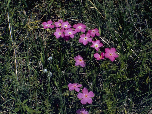 Phlox roemeriana (Goldeneye phlox) #6203