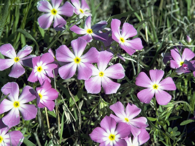 Phlox roemeriana (Goldeneye phlox) #6204