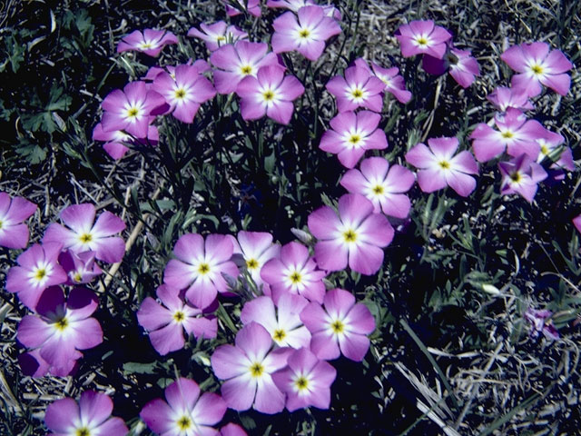 Phlox roemeriana (Goldeneye phlox) #6205