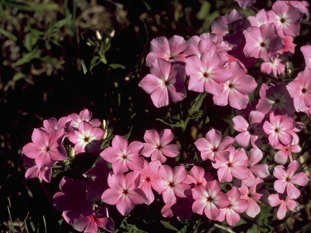 Phlox roemeriana (Goldeneye phlox) #6206