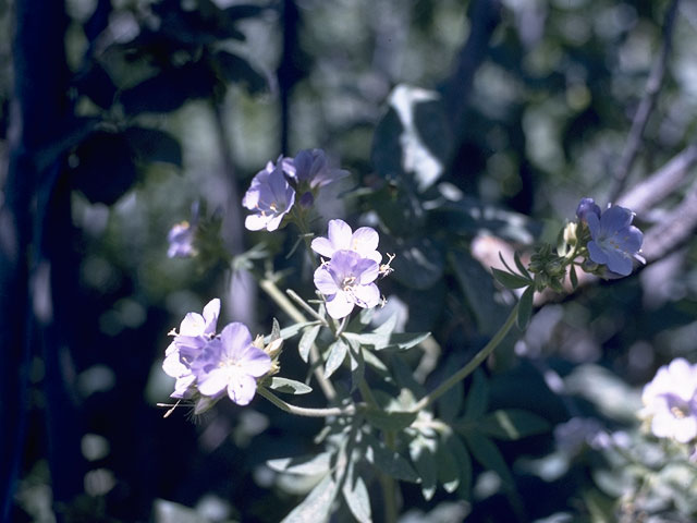 Polemonium pulcherrimum ssp. delicatum (Jacob's-ladder) #6240