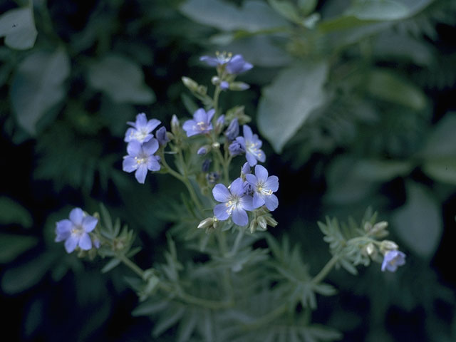 Polemonium foliosissimum (Towering jacob's-ladder) #6241