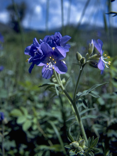 Polemonium foliosissimum (Towering jacob's-ladder) #6242