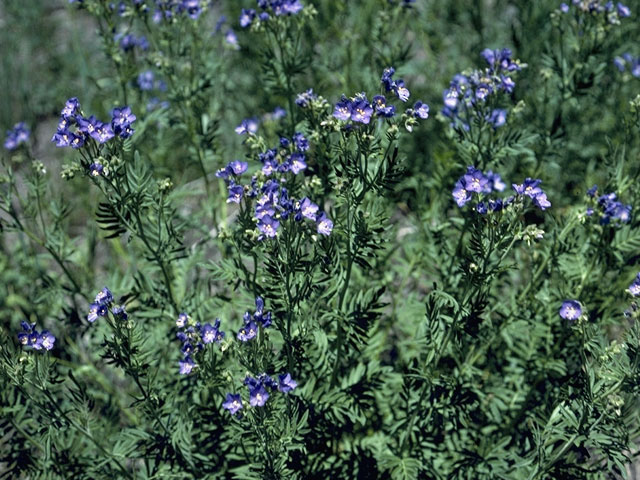 Polemonium occidentale (Western polemonium) #6245