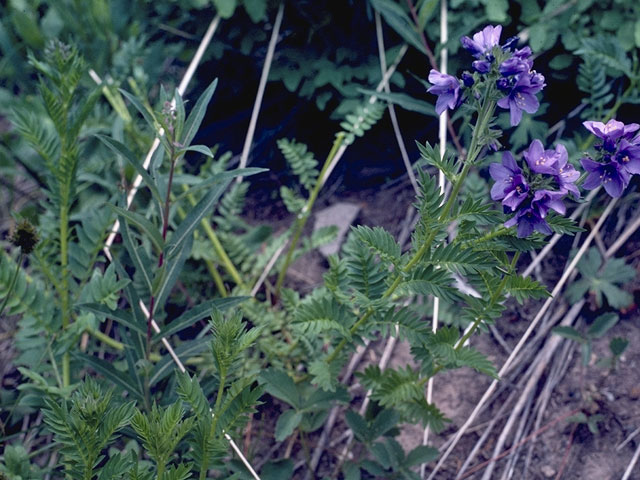 Polemonium occidentale (Western polemonium) #6246